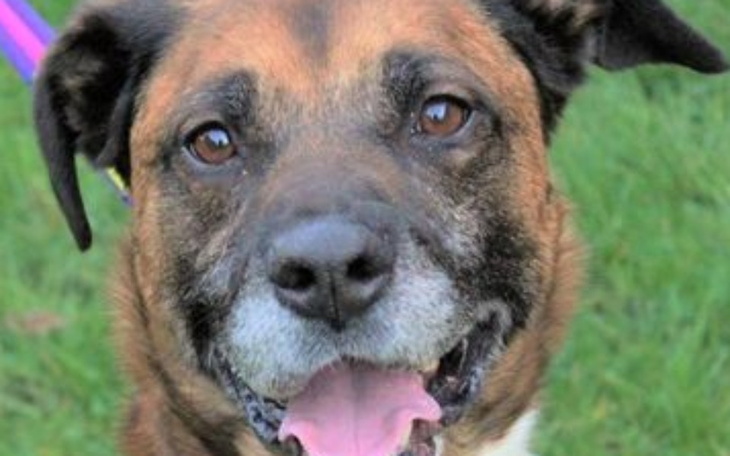 Zbiórka Help my dog Lexi - zdjęcie główne