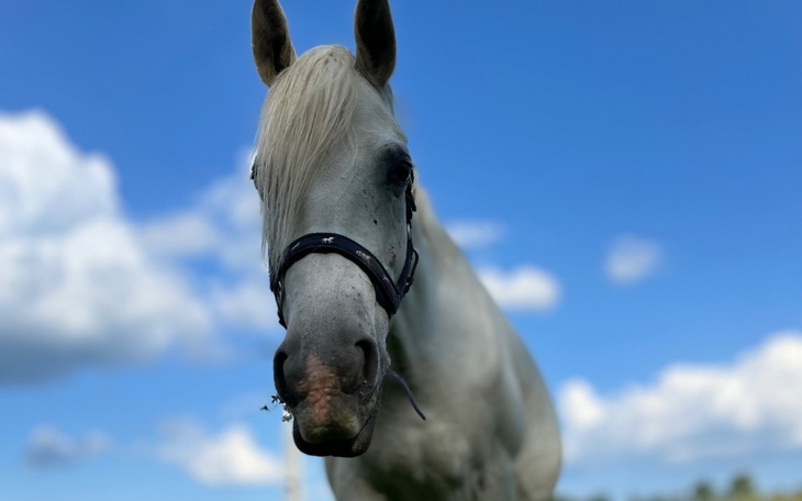 Biały koń na tle nieba z chmurami, z bliska.