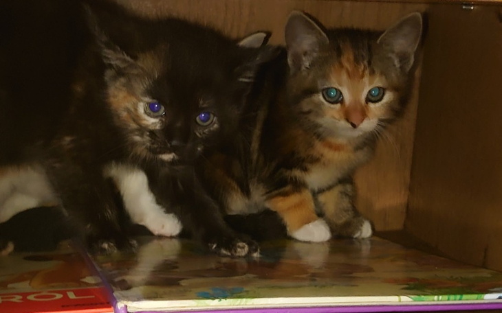 Zbiórka Porzucone kotki. - zdjęcie główne