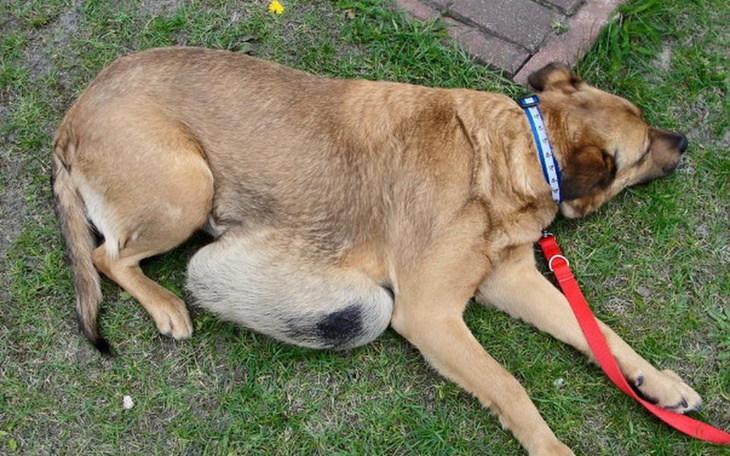 Pies leżący na trawie, odpoczywający w słońcu.