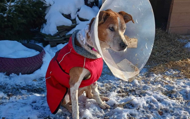 Zbiórka Na karmę i leczenie staruszków - zdjęcie główne