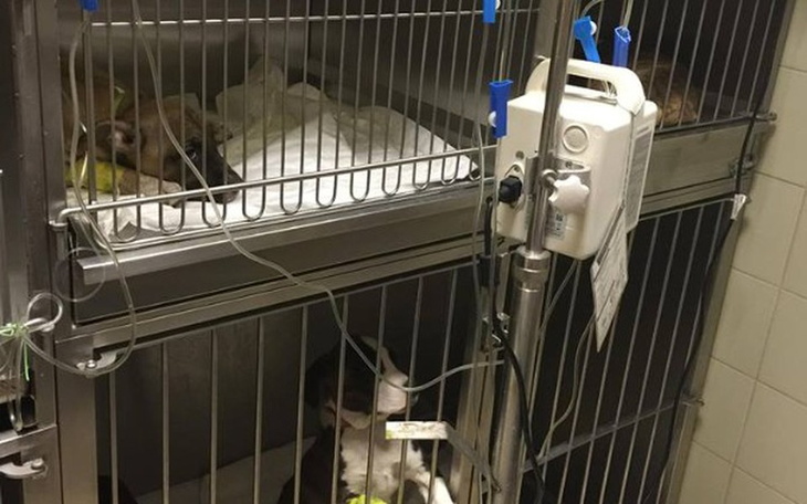 Zbiórka Ratujemy szczyle - prosimy - zdjęcie główne