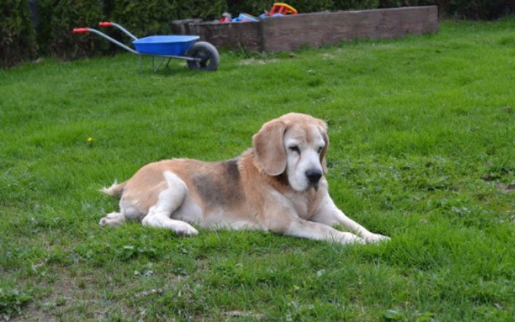 Starszy pies leżący na trawie w ogrodzie.