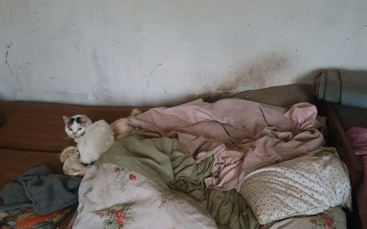 Zbiórka tragedia człowieka i kotów - zdjęcie główne