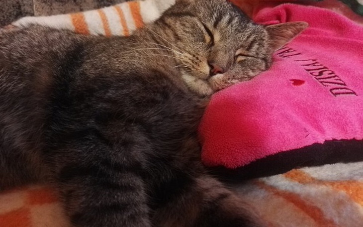 Zbiórka Operacja miednicy u kota Janusza - zdjęcie główne