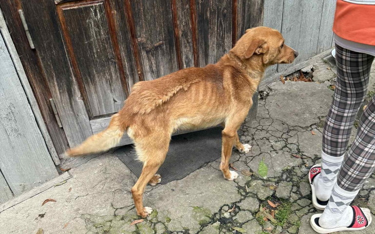 Zabiedzony piesek stoi przed drewnianymi drzwiami.