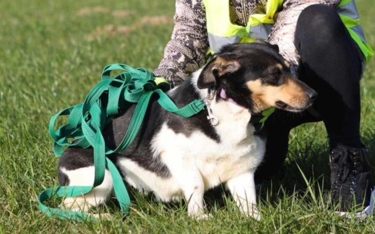 Pies w kamizelce, siedzący na trawie.