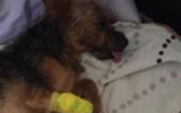 Zbiórka operation for my dog - zdjęcie główne