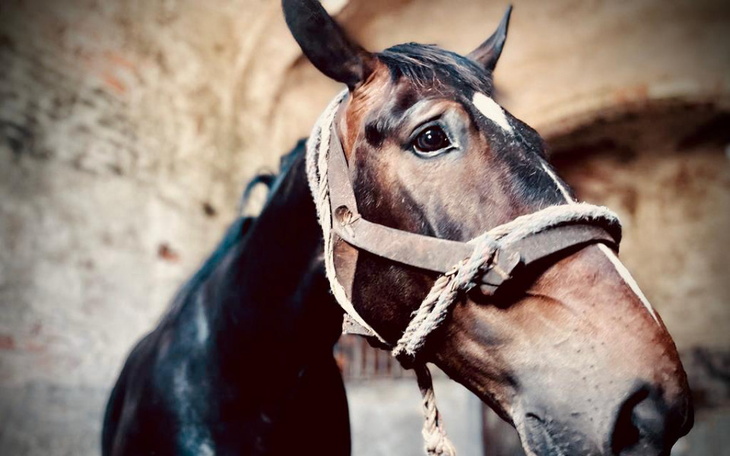 Zbiórka Zamiast emerytury rzeźnia. Misza - zdjęcie główne