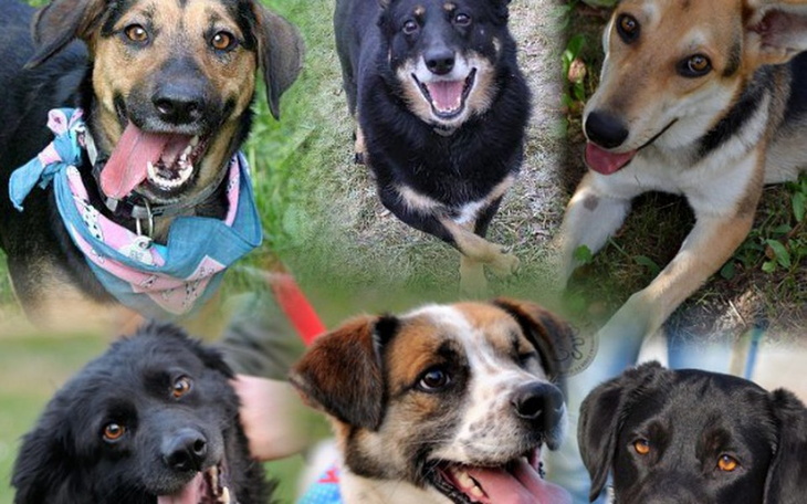 Zbiórka Utrzymanie psów w hotelach - zdjęcie główne