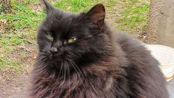 Zbiórka Nowe życie Hati - miniaturka zdjęcia