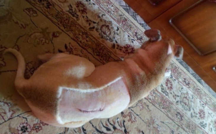 Zbiórka Rehabilitacja Tofiego - zdjęcie główne