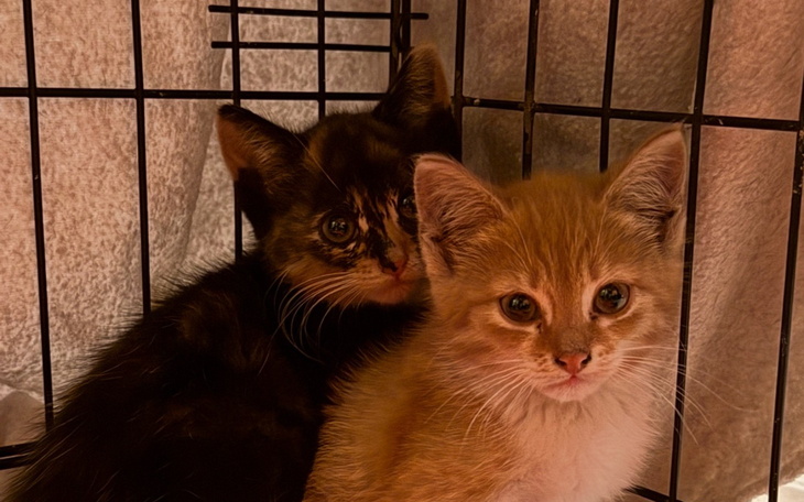 Dwa kocięta w klatce, przytulone do siebie.