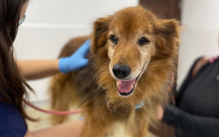 Pies w gabinecie weterynaryjnym, uśmiechnięty i zadbany.
