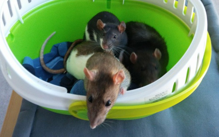 Zbiórka Matylda, Kasia i Bajka - zdjęcie główne