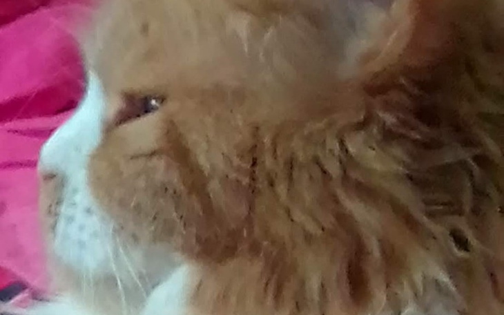 Zbiórka Ratujmy Czesie przed Jaskrą - zdjęcie główne