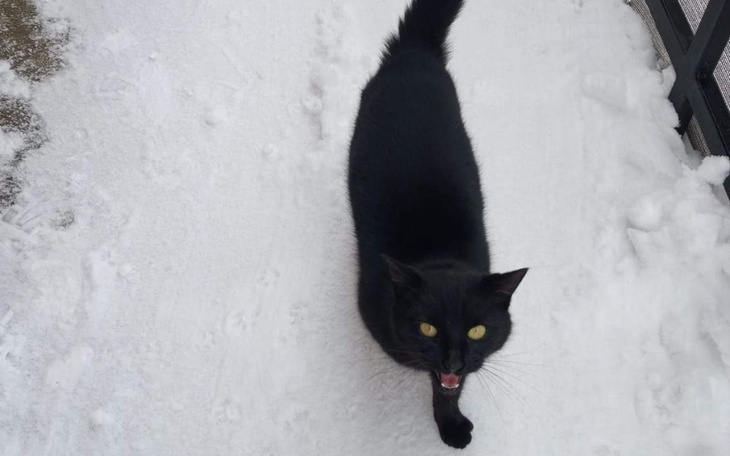 Zbiórka Nie mamy co im dać jeść - zdjęcie główne