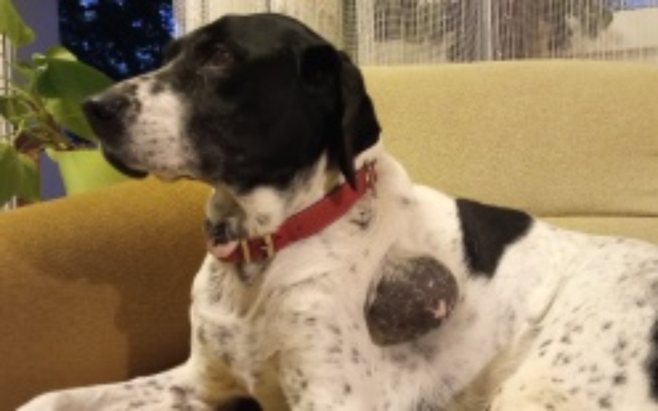 Zbiórka Pomoc dla Dody - zdjęcie główne