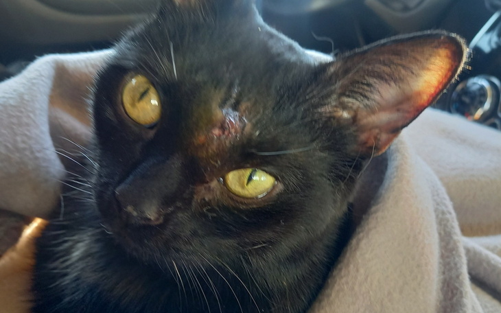 Czarny kot z raną na głowie, owinięty w koc.