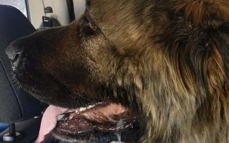 Zbiórka Ratujemy łapkę Coli - zdjęcie główne