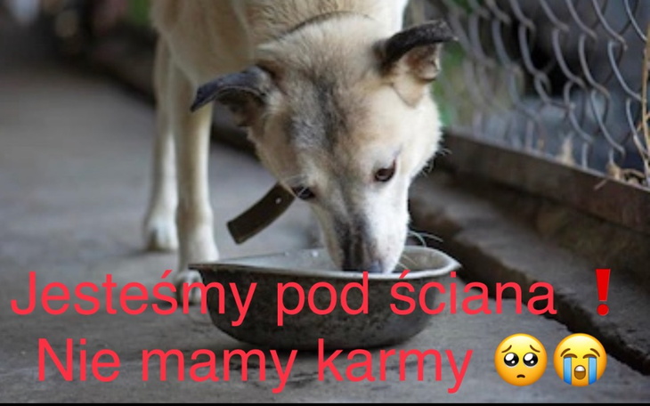 Zbiórka Chcemy tylko jeść.. - zdjęcie główne