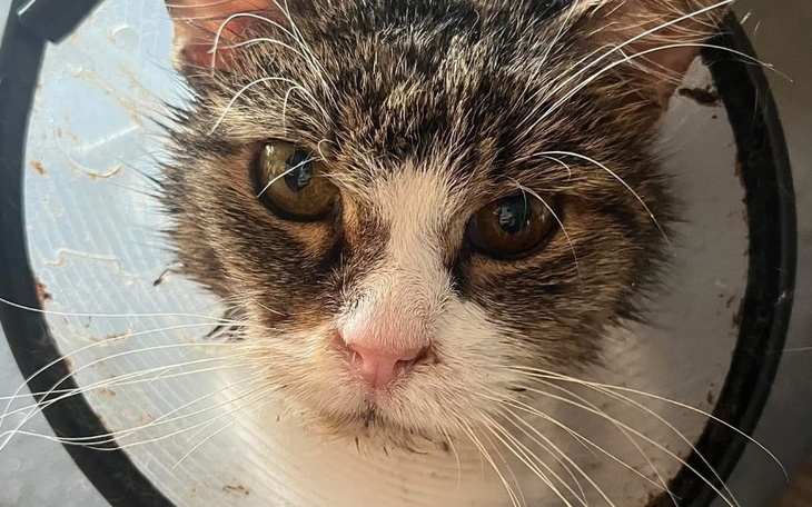 Zbiórka Życie porzuconych kociaków - zdjęcie główne