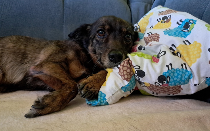 Pies leżący na poduszce, z wyrazem smutku w oczach.