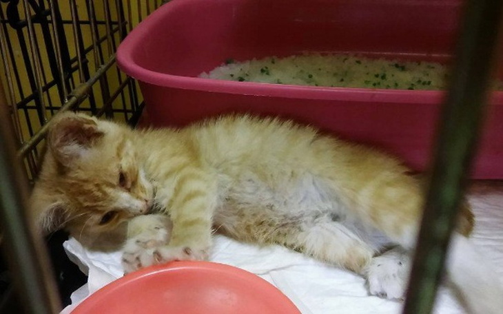 Mały, rudy kotek bawi się w klatce.