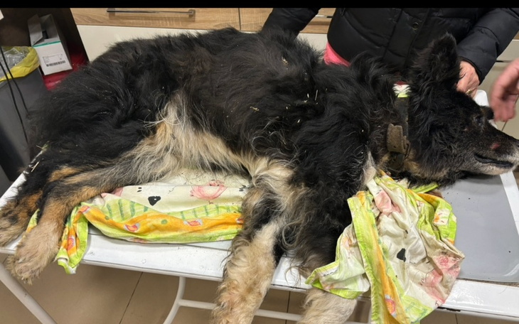 Zbiórka Potrącony konający w rowie - zdjęcie główne