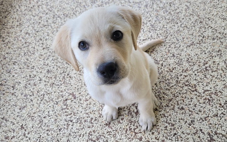 Słodki szczeniak Labrador retriever siedzący na dywanie.
