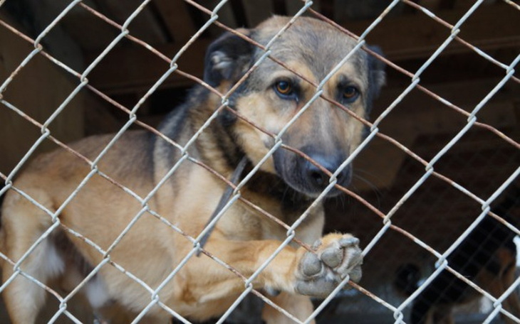 Pies patrzący przez ogrodzenie, z wyczekującym spojrzeniem.