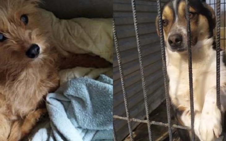 Zbiórka Wpłać chociaż złotówkę na karmę. - zdjęcie główne