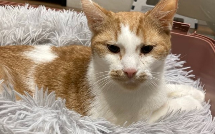 Zbiórka Na ratowanie życia Thora - zdjęcie główne