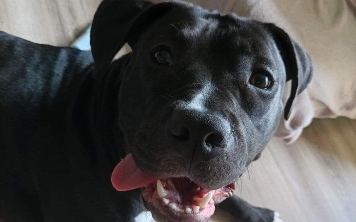 Zbiórka Zniszczona niechciana Chika - zdjęcie główne