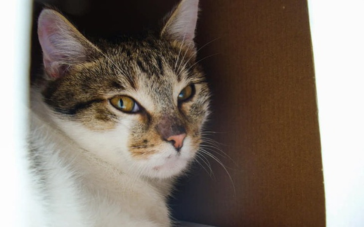 Zbiórka Bolek, Lolek i Dyzia - zdjęcie główne