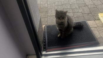 Zbiórka Kastracja kocurka - miniaturka zdjęcia