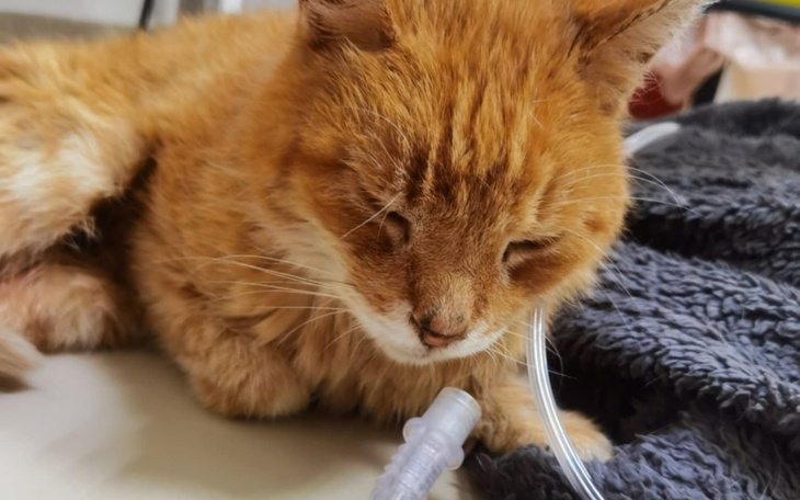Rudy kot leżący na stole, z rurką do kroplówki.