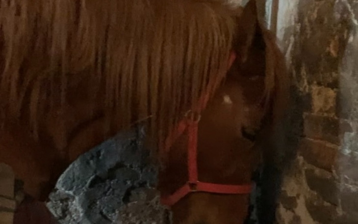 Zbiórka Ratujemy końskie życie - zdjęcie główne