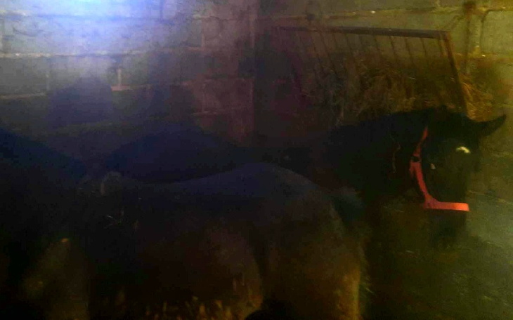 Zbiórka Dwoje dzieci urodzone by zginąć - zdjęcie główne