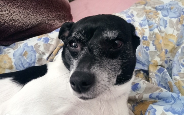 Zbiórka Na operację dla Luśki - zdjęcie główne