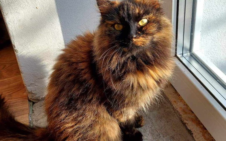 Zbiórka Złamana łapka Pestki - zdjęcie główne