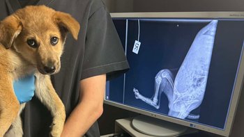 Zbiórka Maluszek z łapką - miniaturka zdjęcia