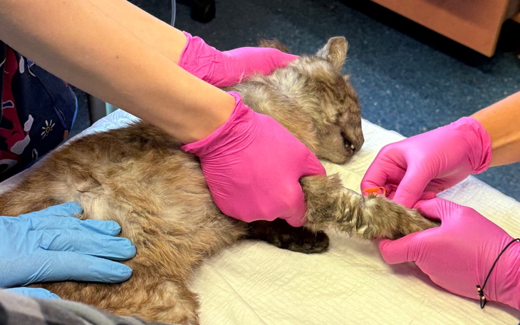 Weterynarze opiekujący się małym kotem podczas zabiegu.