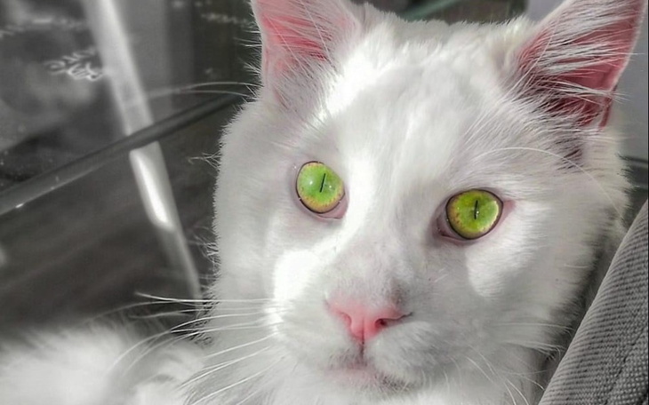 Zbiórka Kot Dundee - zdjęcie główne