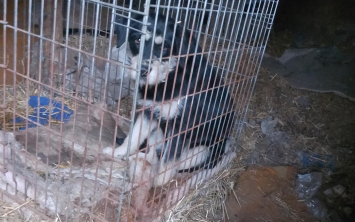 Zbiórka Uratujmy ją razem - zdjęcie główne