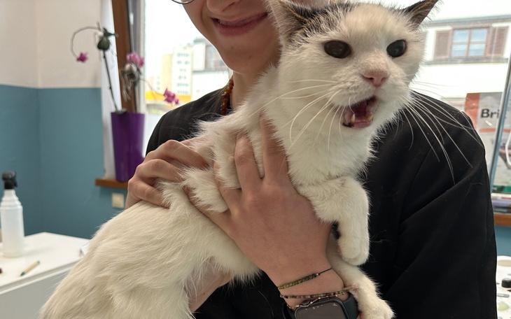 Kot trzymany przez osobę, z wyrazem zdziwienia na twarzy.