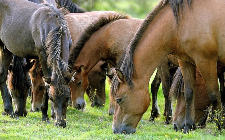 Zbiórka Pomoc w utrzymaniu koni - zdjęcie główne