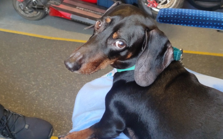 Zbiórka Dla psiego anioła - zdjęcie główne