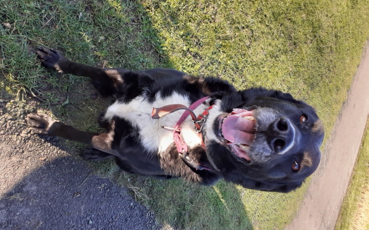 Zbiórka Na leczenie Pisiorka - zdjęcie główne