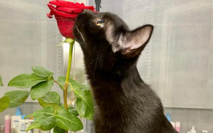 Zbiórka Pozwól mi żyć. Proszę. - zdjęcie główne